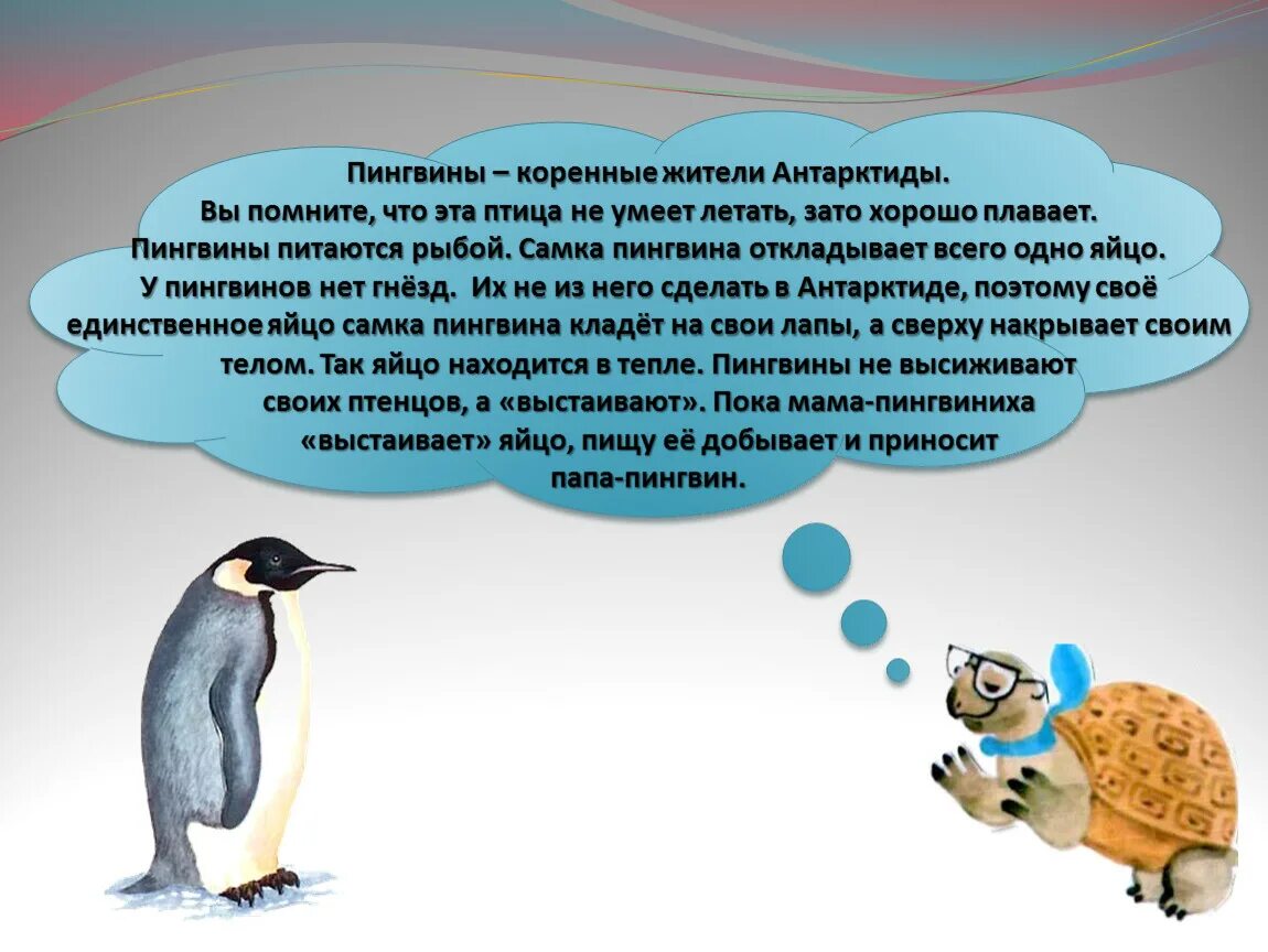 Рассказ про пингвина 1 класс. Пингвин для детей. Сведения о пингвинах. Рассказать о пингвинах. Доклад про пингвинов.