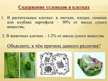 Урок биологии в 9 классе. Молекулярный уровень организации жизни. Изучаем углево
