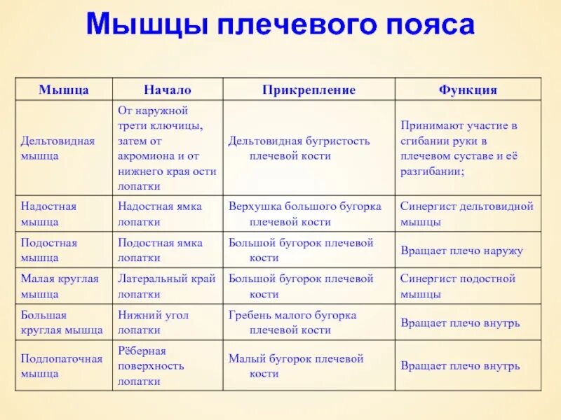 Начало прикрепление функции мышц. Мышцы плечевого пояса анатомия таблица. Мышцы верхнего плечевого пояса таблица. Мышцы пояса верхней конечности таблица. Мышцы верхней конечности функции таблица.