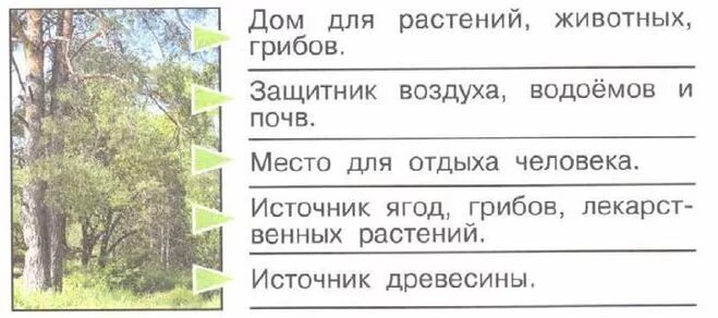 Роль леса в природе и жизни людей. Роль леса в природе и жизни людей схема. Роль леса в природе и жизни людей 4 класс схема. Роль леса в жизни человека.