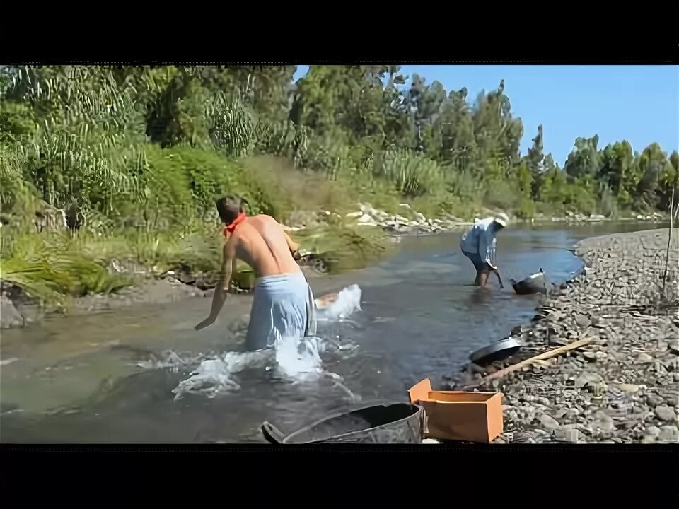 Старатель видео. Старатели золотоискатели. старатели золотая лихорадка. линзи старатель золотоискатель. старатель моменты.