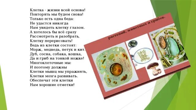 Презентация по биологии "Путешествие в мир клетки" (5 класс)