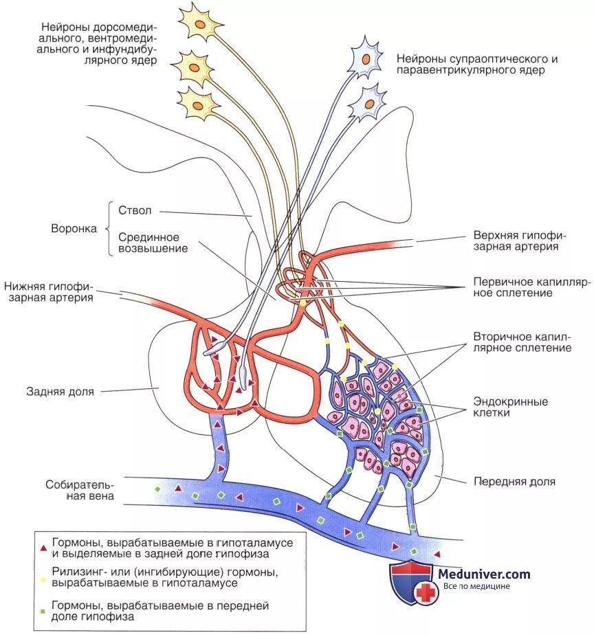 Гипофиз кровеносная система. Кровоснабжение гипоталамо-гипофизарной системы схема. Гипоталамо-аденогипофизарная система гистология. Схему связей в гипоталамо-гипофизарной системе. Схема строения гипоталамо гипофизарной нейросекреторной системы.