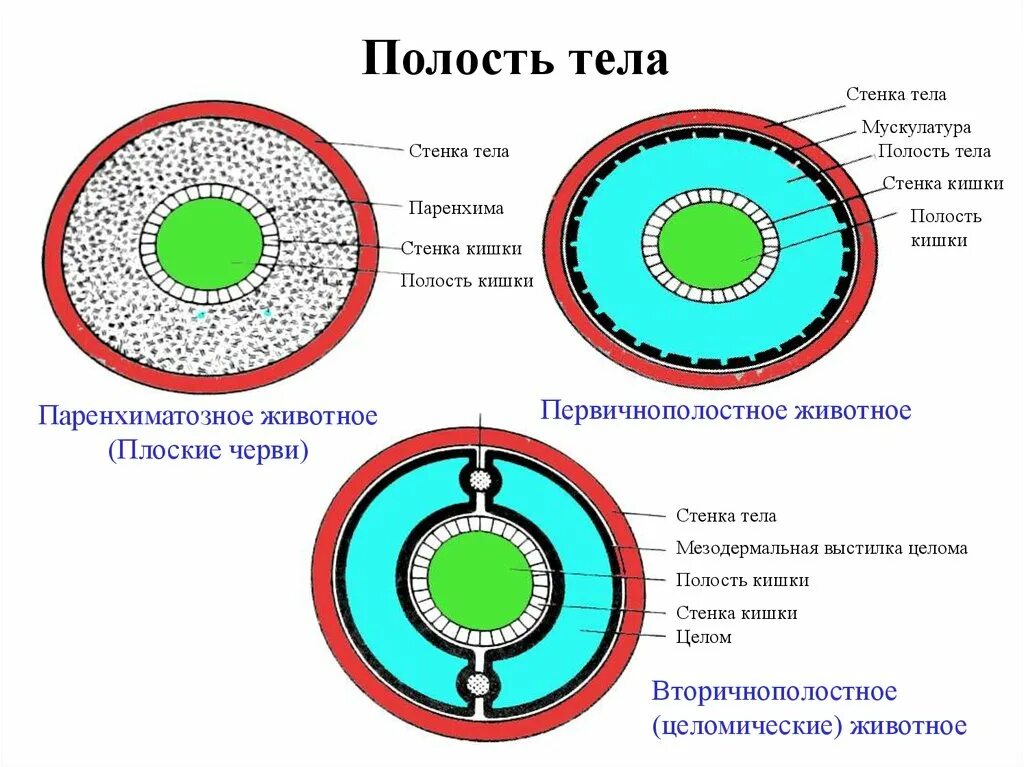 Наличие первичной полости тела у каких червей. Первичная и вторичная полость тела у животных. Плоские черви первичная полость. Вторичная полость круглых червей. Полости тела первичная вторичная смешанная таблица.