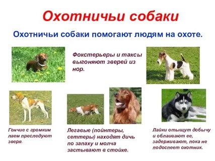 Окружающий мир собаки
