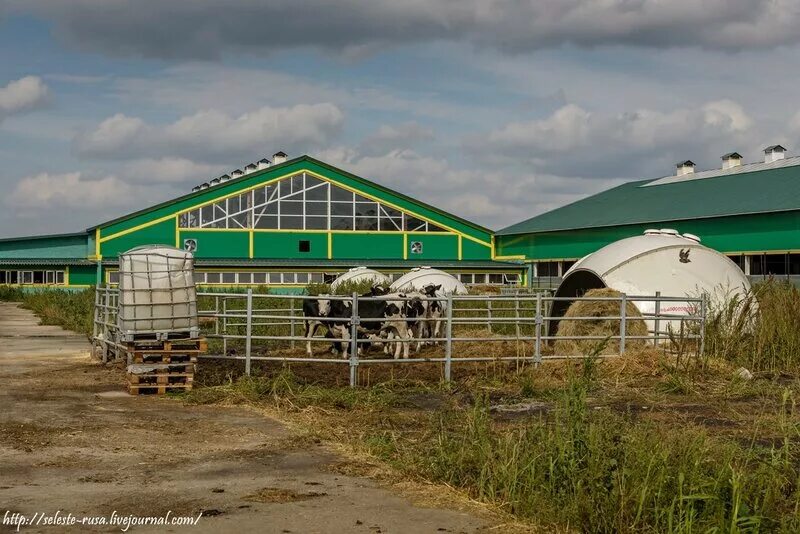 Козья ферма воронеж чертовицы. Экоферма бийск. Экоферма киясово. Экоферма молькино. Экоферма бийск.
