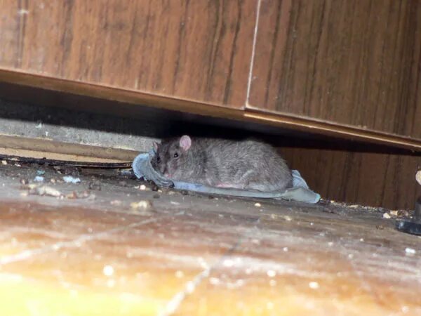 Крысы в многоквартирном доме. Спящие мышки. Крыса под. Крыса под. Домик для мышей.