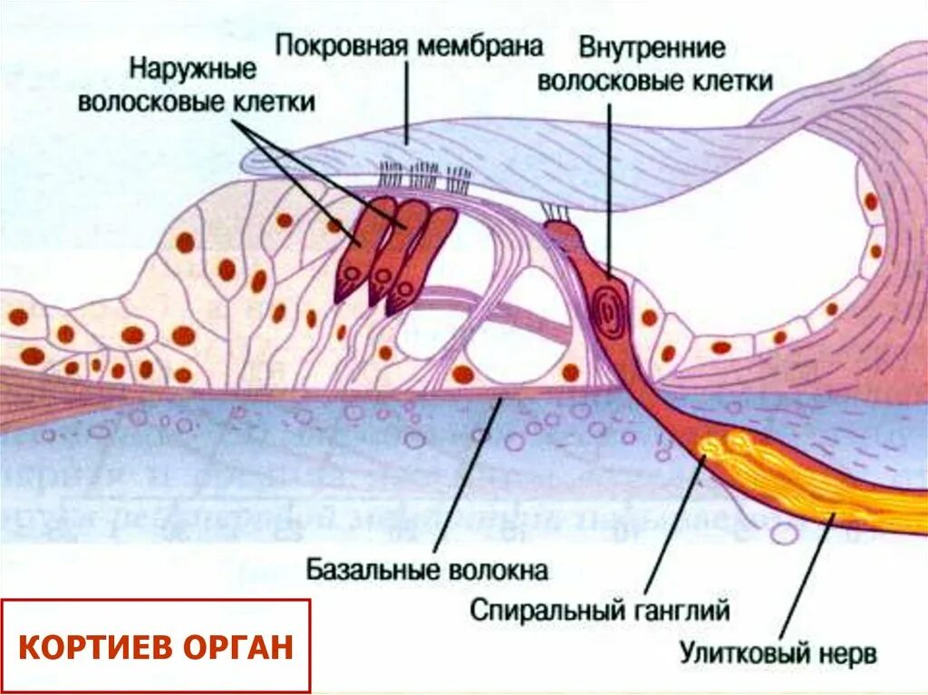 Кортиев орган слуха. Спиральный ганглий Кортиева органа. Рецепторные клетки Кортиева органа. Наружные волосковые клетки Кортиева органа. Строение спирального Кортиева органа.