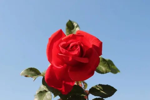 Песню розы цветы алого