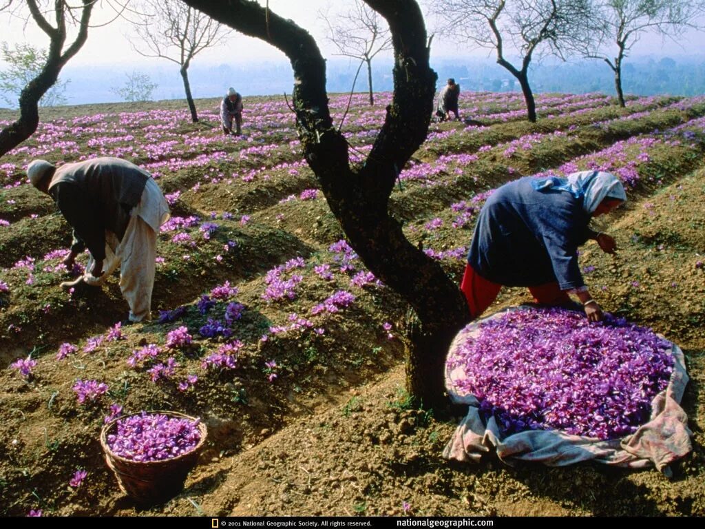 Плантация шафрана в Иране. Шафран Иран. Кашмирский Шафран. Шафран цветы Иран.