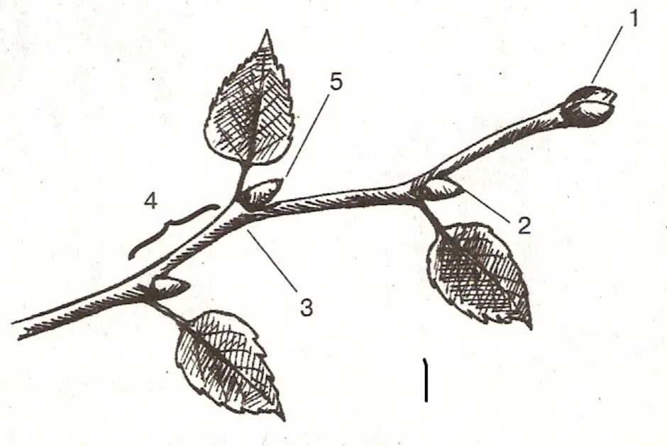 Строение побега с подписями. Строение побега ботаника. Междоузлие липы. Строение побега без подписей.