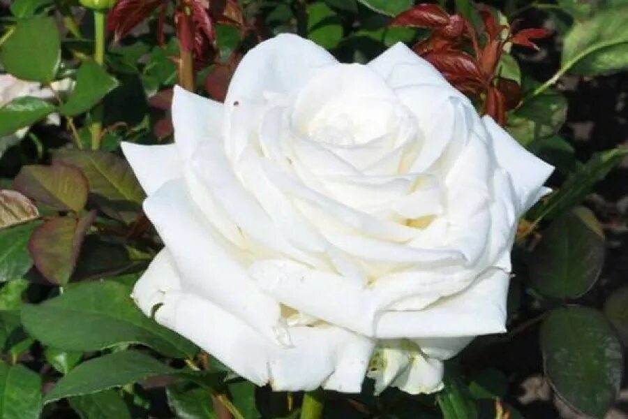 Саженцы белой розы. Сорт розы Боинг.