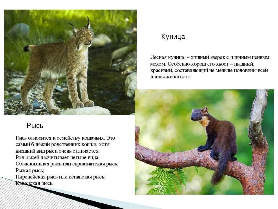 Рысь и куница. Куница описание. рысь описание. куница семейство кошачьих.
