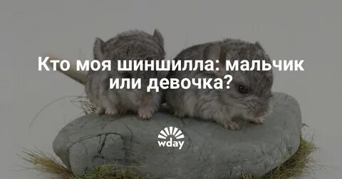 Шиншиллы кто лучше мальчик или девочка