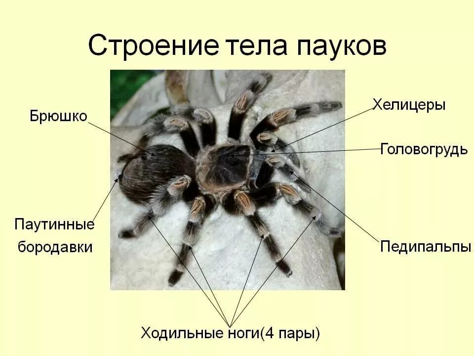 Строение паука головогрудь брюшко. Внутреннее строение паука крестовика биология 7. Покровы пауков. Внешнее строение паукообразных. Глаз брюшко хитиновый покров паутинная бородавка.