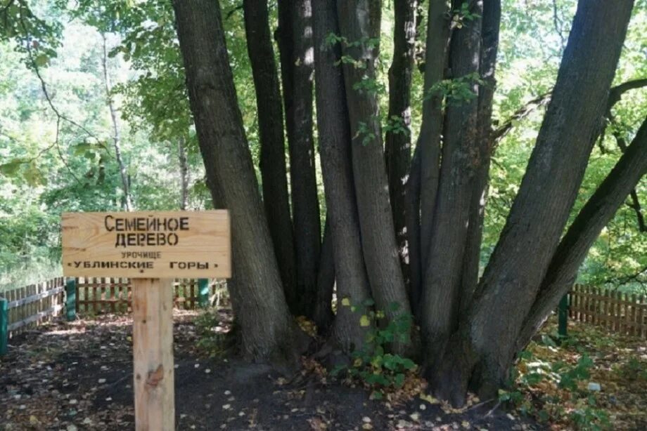 Больница луки крымского старый оскол. Гор больница 2 старого оскола. Ублинские горы больница старый. Лесная больница старый оскол. Ублинские горы больница старый.