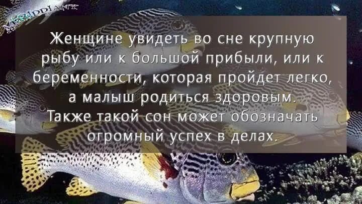 К чему снится много свежей рыбы женщине. Увидеть во сне рыбу. Рыба во сне к чему. Кчиму снится Быба восне. Видеть во сне много рыбы.