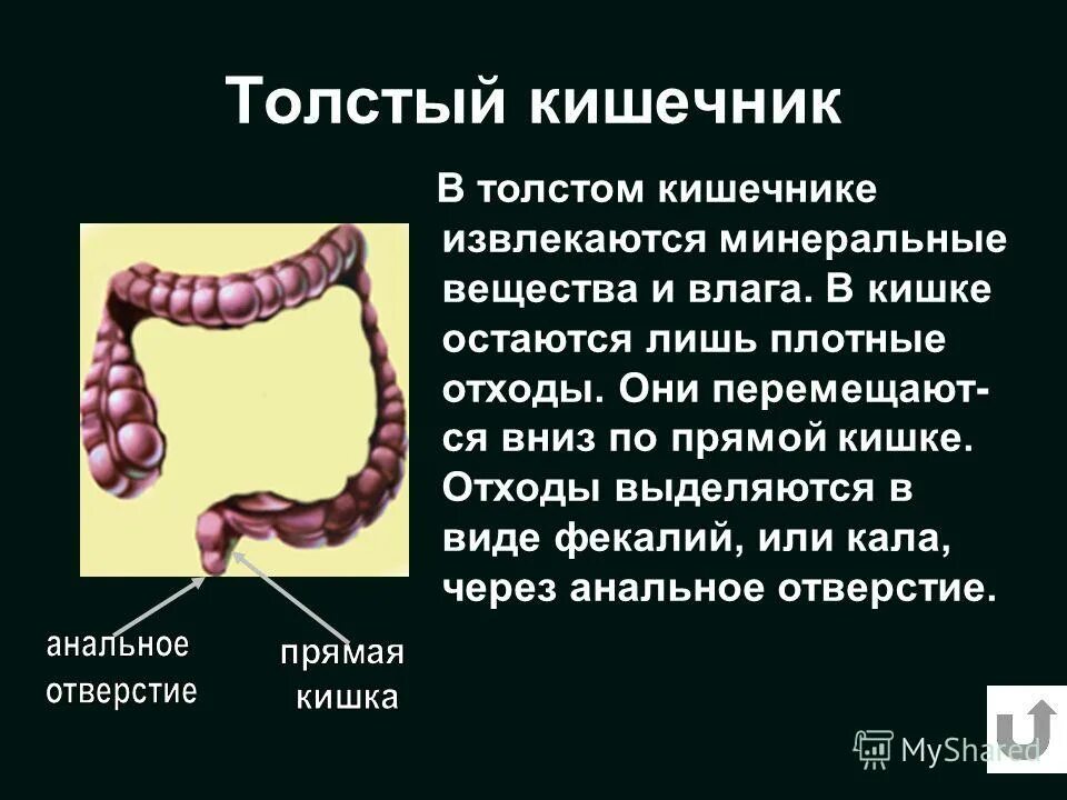 Толстая кишка человека особенности. Процессы в тослтомкишечнки. Процессы в толстом кишечнике.