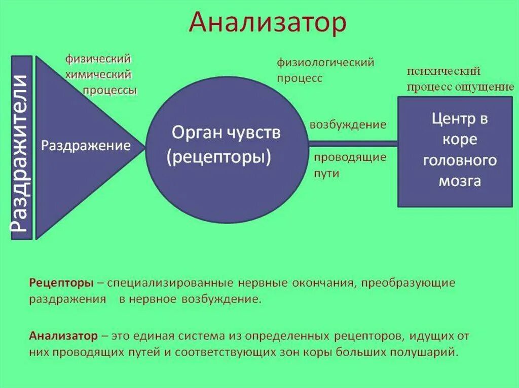 Физические ощущения это. Ощущение строение анализатора. Схема работы анализатора. Раздражители анализаторов. Анализатор это в психологии.