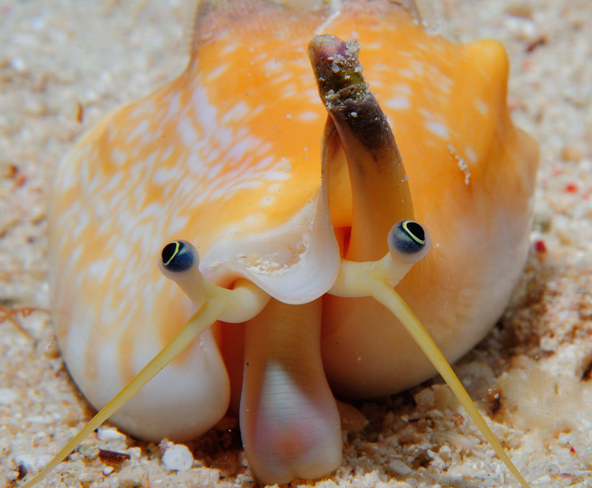 группы беспозвоночных. наутилус помпилиус ракушка. улитка осьминог. головоногие моллюски наутилус. моллюск морской черт лимацин.