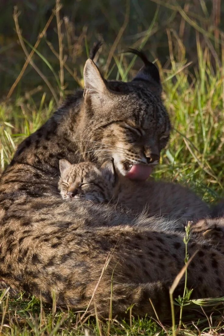 Iberian Lynx. Сибирская кошка Рысь. Рысь в Сибири. Детеныш рыси. Рысь ночью