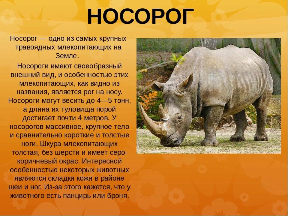 Носорог доклад. Сообщение о носороге. Носорог интересные факты. Информация о белом носороге. Носорог природная зона