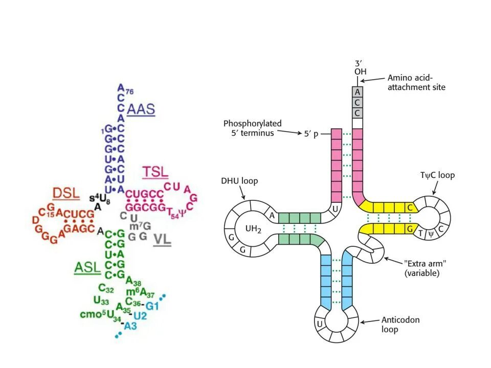 Первичная структура ТРНК схема. Схема вторичной структуры ТРНК. Вторичная структура ТРНК клеверный лист. Строение вторичной структуры ТРНК.