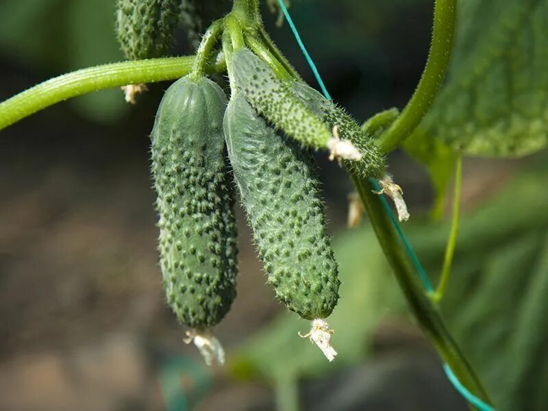 Огурец агростарт f1. Сорт огурцов маринда f1. Семена огурец герман f1 5 шт марс. Огурцы сорт адам. Семена огурцов меренга f1.