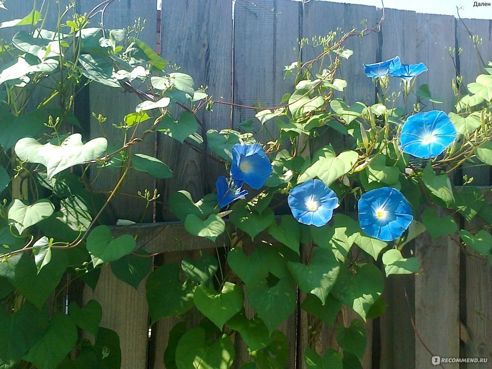 Ипомея ультрафиолет. Ипомея назаборе. Ипомея фото на даче. Ипомея соурсес. Ипомея ультрафиолет.