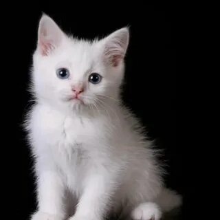 White kitten