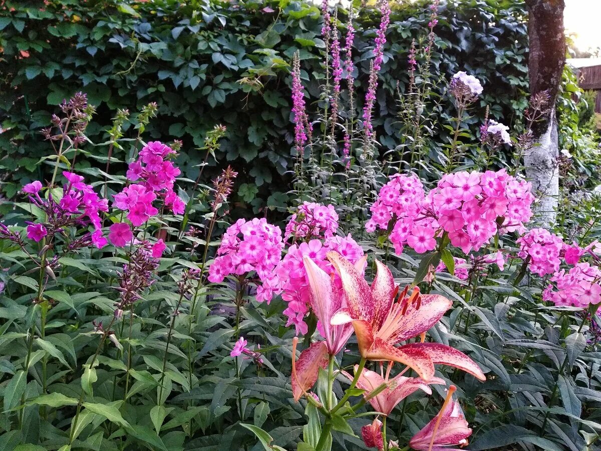 Лиатрис спиката spicata. Лиатрис колосковая гайфитер. Лиатрис желтый. Многолетние цветы для урала долгоцветущие для урала. Видео многолетних цветов.