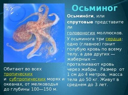 Осьминог сколько сердец