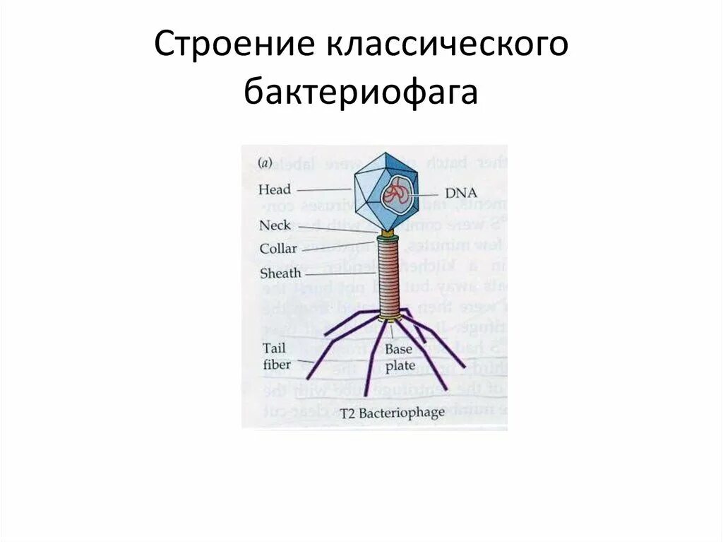 Бактериофаг функции. Строение бактериофага микробиология.