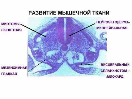 Развитие тканей
