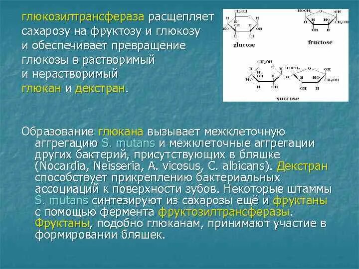 На что расщепляется фруктоза и Глюкоза. Сахараза фермент. Сахароза расщепляется. Распад сахарозы на глюкозу и фруктозу. Гидролизу подвергается глюкоза рибоза целлюлоза