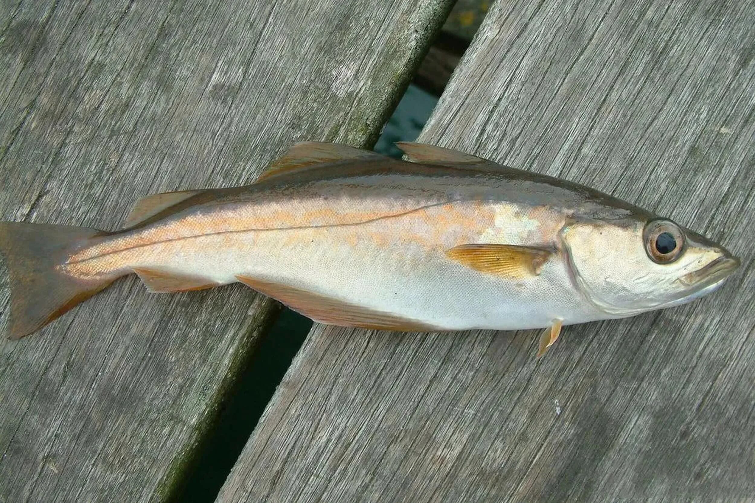 Рыба пикша отзывы. Сайда. морская рыба сайда. сайда (pollachius virens). морская рыба пикша.