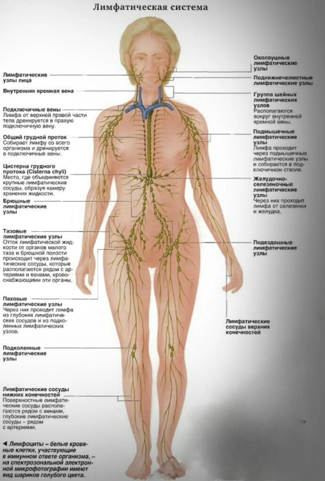 Где у женщины расположены лимфоузлы. Лимфатическая система женщины схема. Лимфатическая система лимфоузлы. Лимфатическая система человека узлы. Лимфатическая система у женщин анатомия.