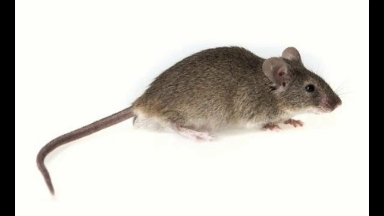 A mouse a small body