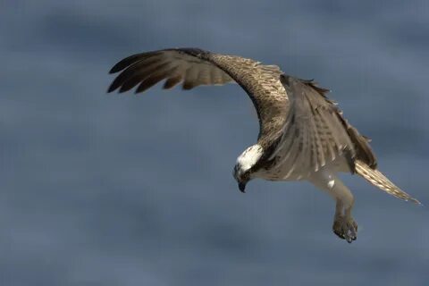 Falcon al