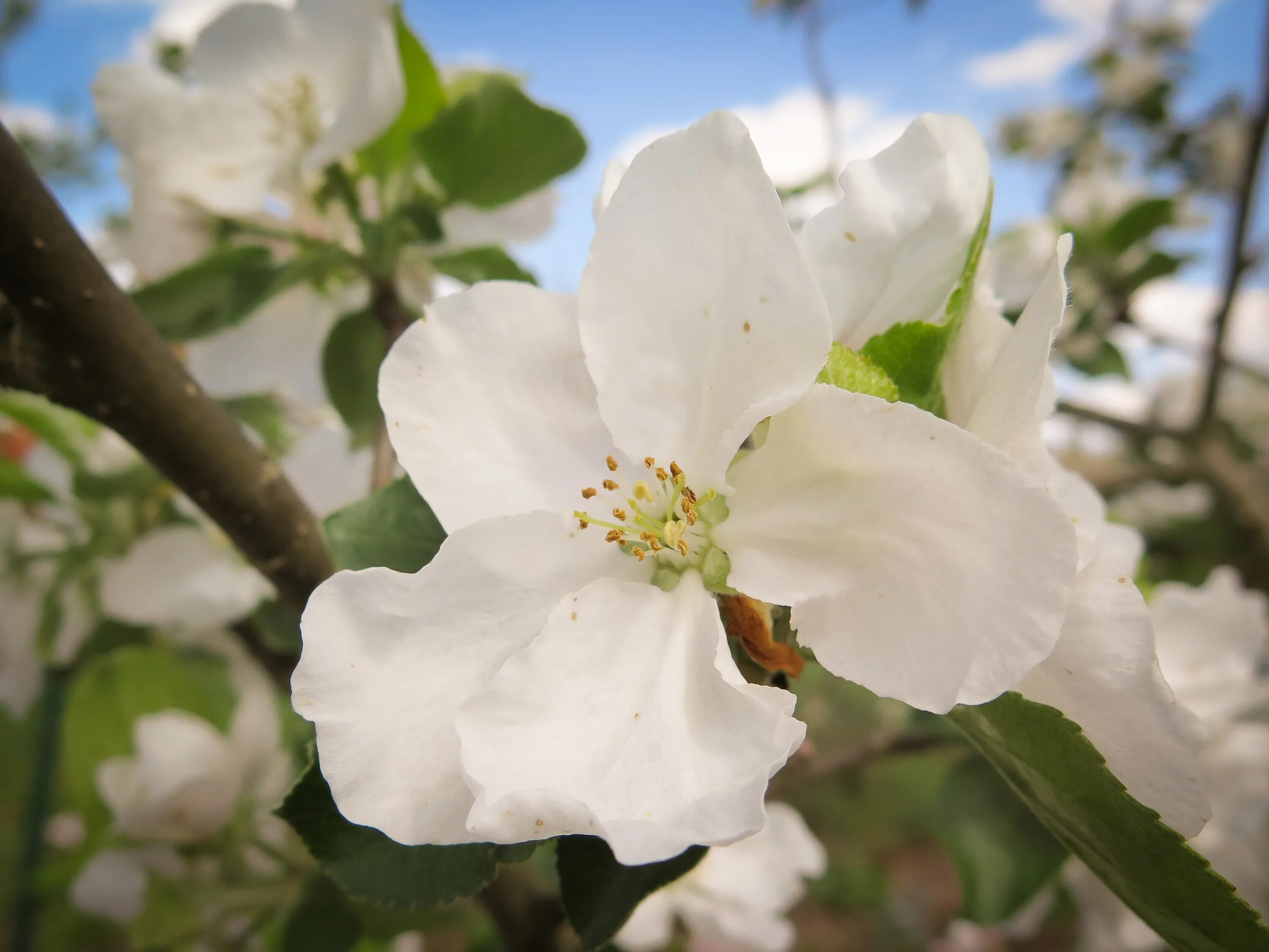 Цветок яблони правильный. Яблоневый цвет (Apple Blossom). Яблоня Флорина цветение. Яблоня “белый налив” цветение дерево.