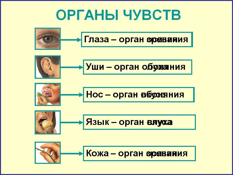 Орган зрения слуха обоняния вкуса осязания. Органы чувств. Чувства обоняние осязание слух зрение. Название органов чувств. Органы чувств у человека названия.