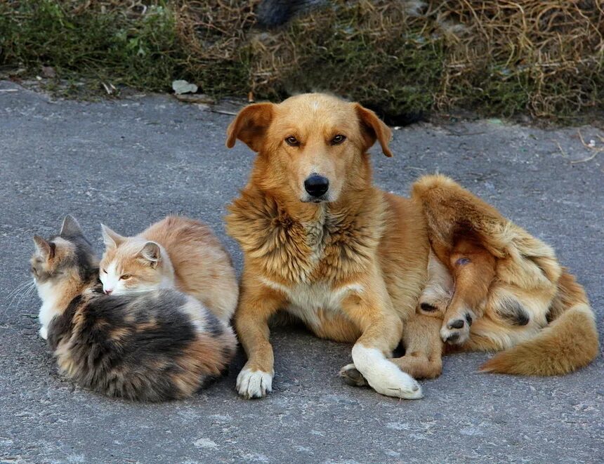 Бродячие животные. Бездомные животные. Stray animals. Картинки бездомных животных.