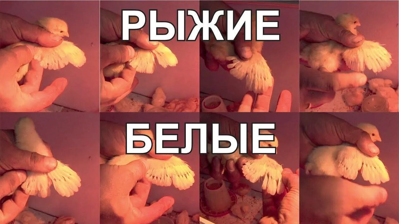 Как различить курочку