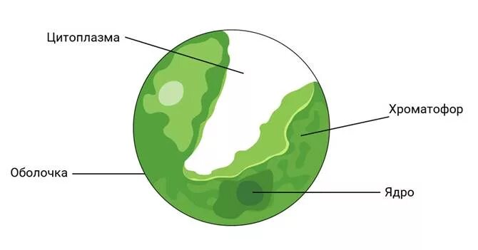 Строение хлореллы. Хлорелла строение клетки. Хлорелла строение клетки рисунок. Схема строения клетки хлореллы. Строение хлореллы рисунок с подписями.