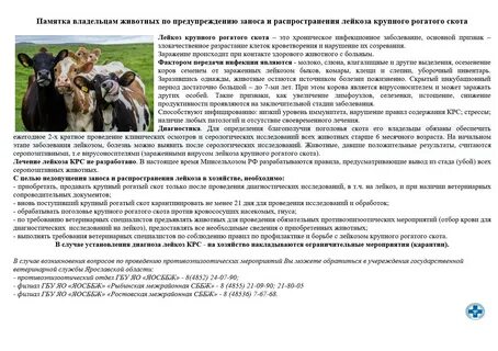 Насилие крупнорогатого скота какая статья