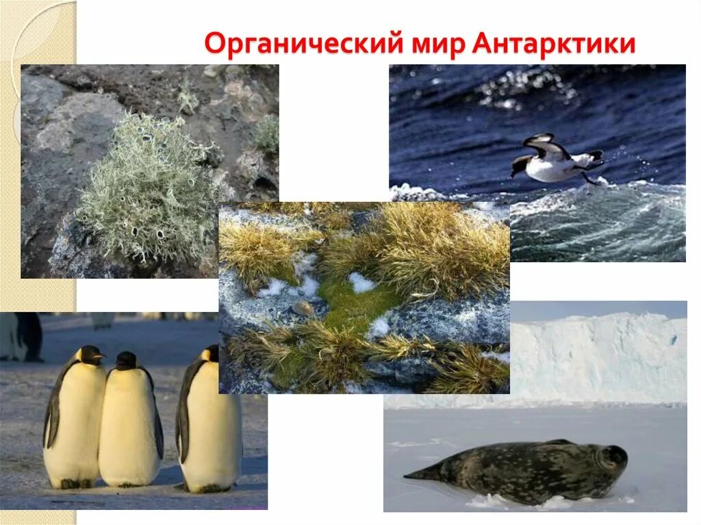 Органический мир материка антарктиды. Органический мир материка антарктиды