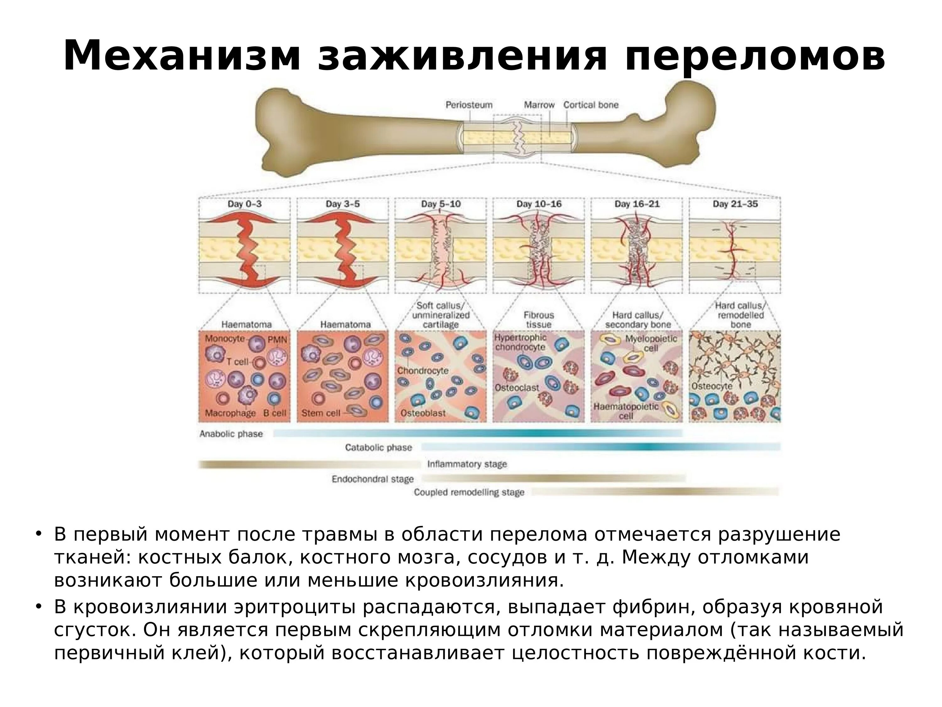 Сколько по времени заживает перелом. Заживление кости по дням. Стадии срастания перелома кости. Этапы заживления кости по дням. Срастание кости при переломе по дням.