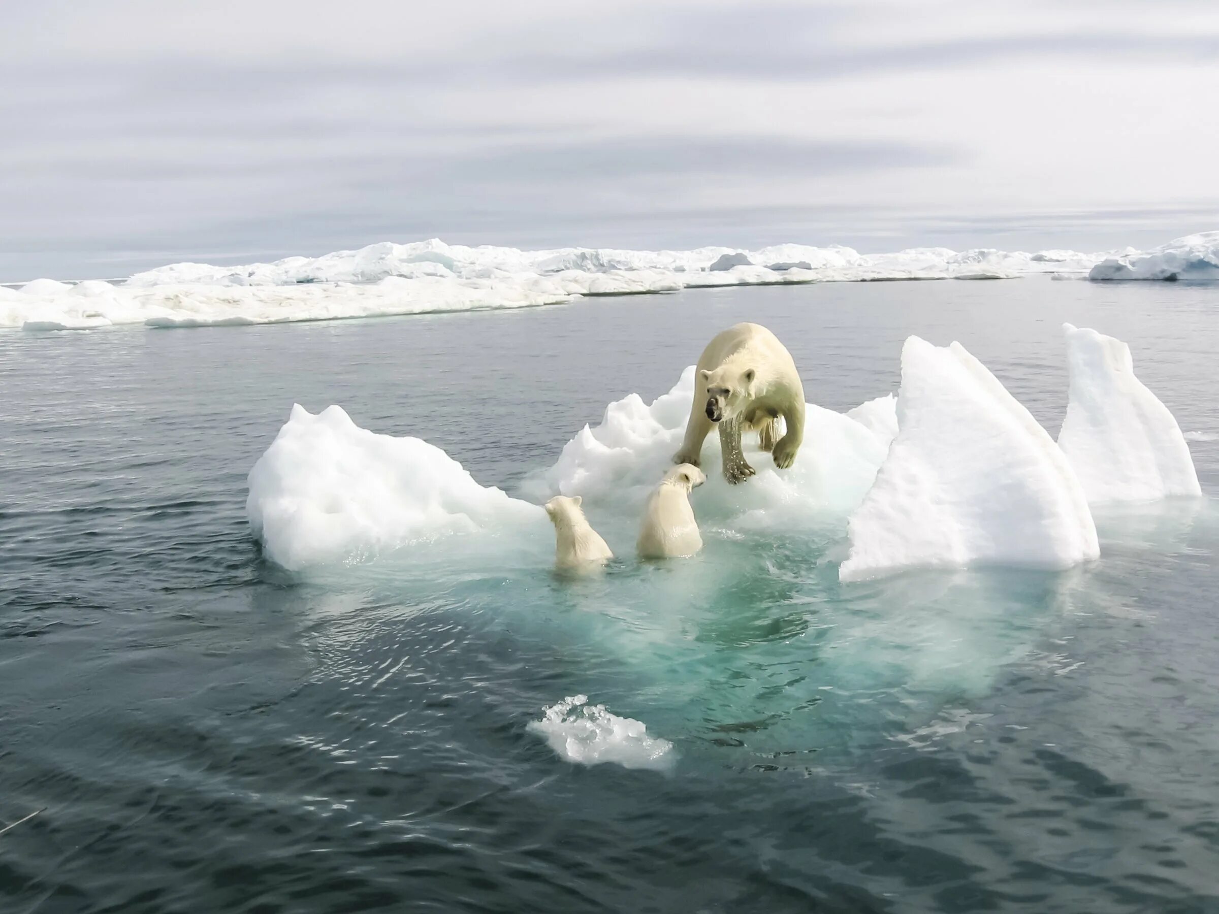 Ice animals. Северный Ледовитый океан белый медведь. Арктика Северный Ледовитый океан. Северный Ледовитый океан животные белый медведь. Северный Ледовитый океан Полярный медведь.