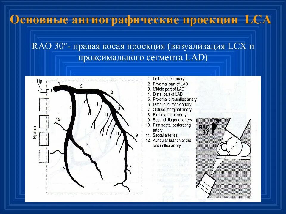 Проксимальный сегмент