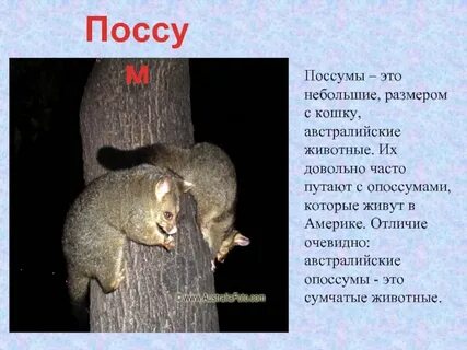 Сообщение об эндемиках австралии